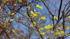 Южная Корея 22 11 2024