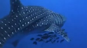 Китовая акула