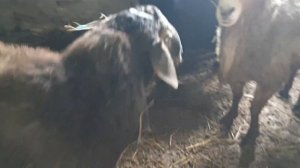 молодые Бараны. на племя. Гисары Арашаны