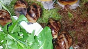 Архахатина маргината овум стандарт и сильверы Беларусы. В наличии.