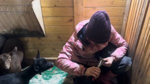 Опорос в экстремальных условиях. Отключили электричество. Жизнь в деревне.