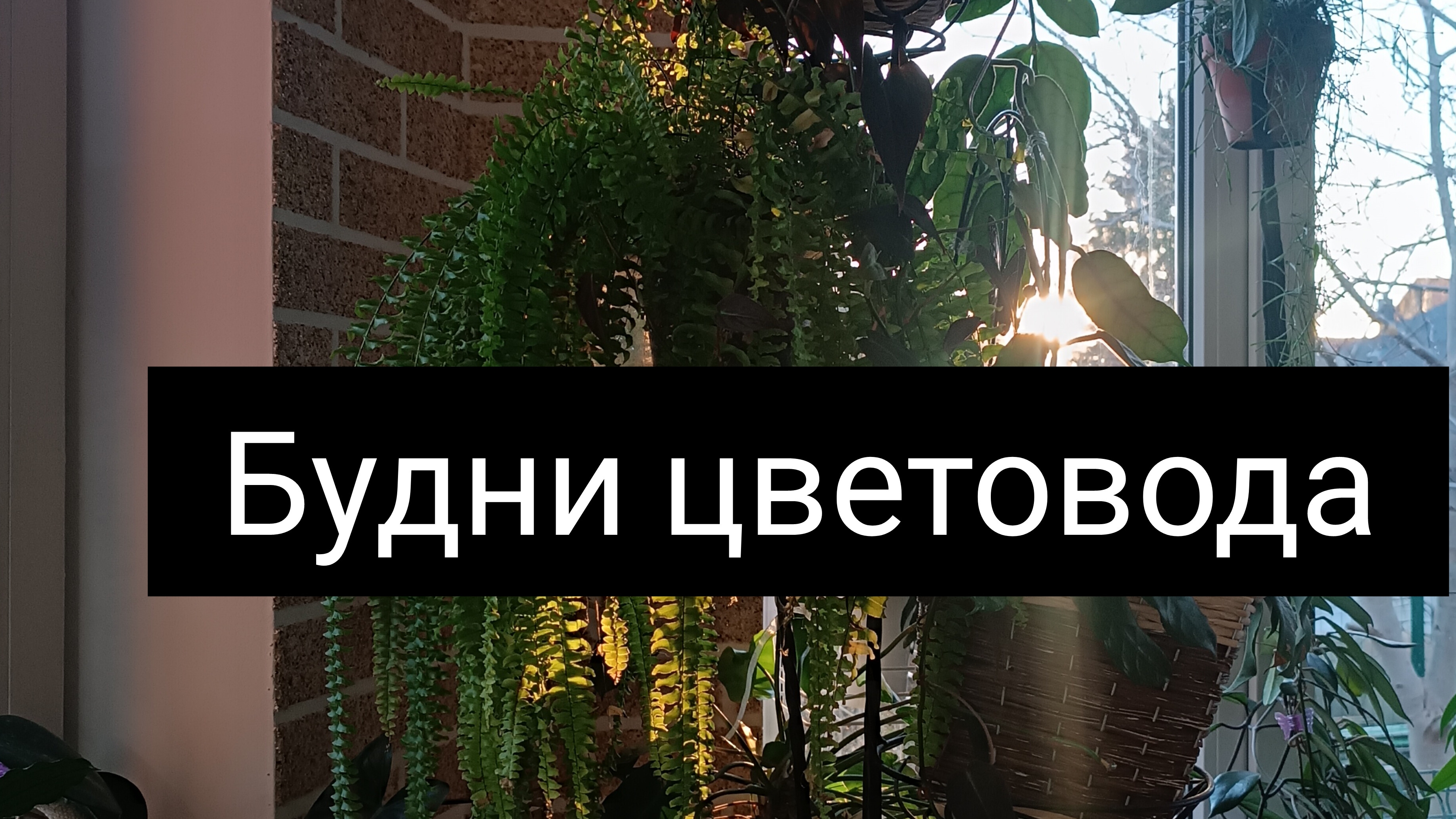 будни цветовода