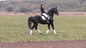 250 лет Деркульскому конному заводу