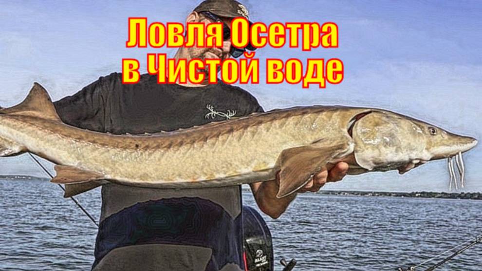 Ловля Осетра в Чистой воде