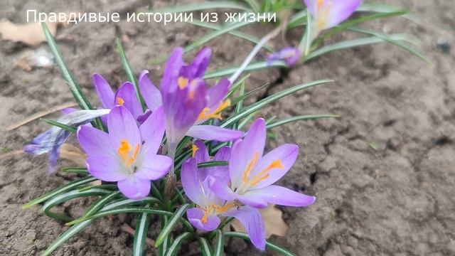 👛 Неожиданный приезд свекрови обошелся им очень дорого ... История из жизни. смотреть онлайн