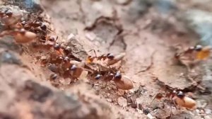 Colony of Asian Marauder Ant(Carebara diversa) #ants #colony