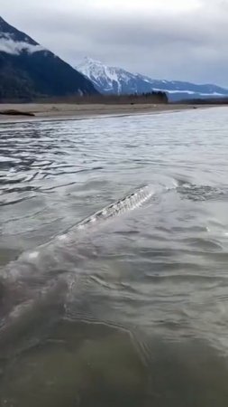 Giant sturgeon fish in Canada