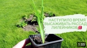 НАСТУПИЛО ВРЕМЯ ВЫСАЖИВАТЬ РАССАДУ ЛИЛЕЙНИКОВ🌺