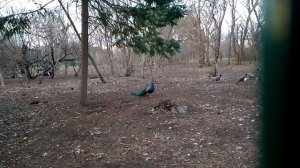 Про павлинов.