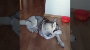 Хаски воет