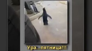 Сегодня пятница песня