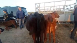 Шовот пир мол бозори Она бола сигирлар нархи 7 Сентябрь 2022