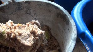 Кормление Черной Львинки.