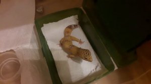 Эублефар. Кормление заморозкой