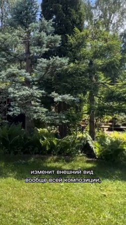 Формирование елей колючей и обыкновенной. 2022 год. Часть 1