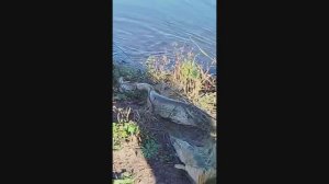 Вылов щуки. Пруд маленький а щуки много