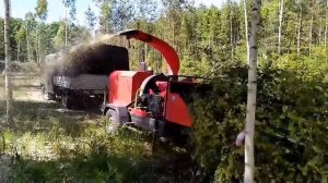 BearTech Медведь М2 в лесу