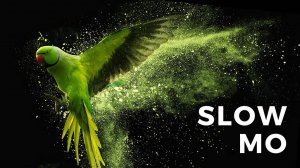 Удивительная природа и сверхзамедленная съемка #meditation #relax