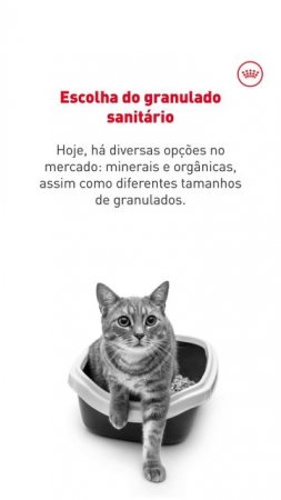 ROYAL CANIN® - Como escolher a areia do seu gato