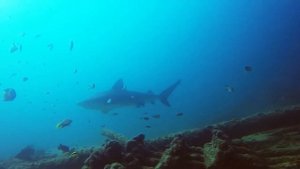 Shark Diving Cabo Pulmo - With Alan and Jason