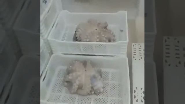 Икра Красная в Томске!Северске!МОРЕПРОДУКТЫ!КАМЧАТКА!КРАБЫ!ЖИВЫЕ РАКИ!КРЕВЕТКИ!РЫБА СЕМГА. IKRA70.R