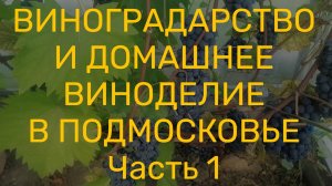 Начинаю сбор винограда на вино. Сахаронакопление винограда «Кристалл» до 25 Brix.