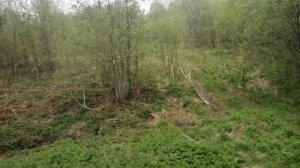 Сею овёс в лесу для медведя