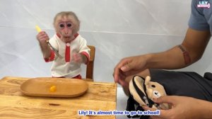 Smart monkey Lily helps dad take care of the farm and goat BeBe