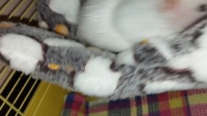 Сирийский хомяк