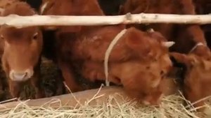 Уй шароитида арзон мол бокиш усули