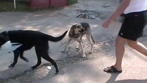 альфа лидер