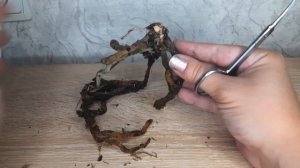 Пенёк от орхидеи начал гнить. Выбрасывать или нет?