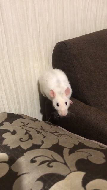 Ручная крыса
