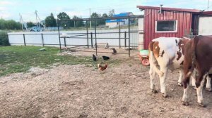 Приехал папа!Научились варить новый сыр! Ферма растёт и развивается!