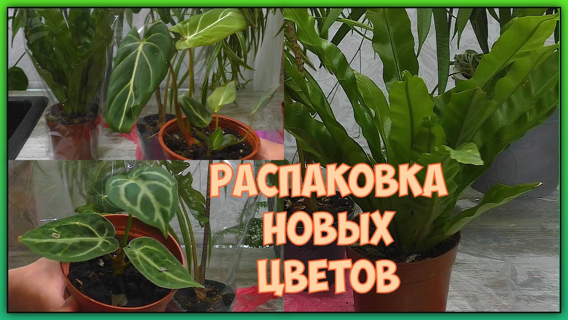 Ура! Цветочки! Обзор новинок в честь дня ангела 😇