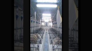 Свиноферма (Опорос), свиноферма CAVENCO