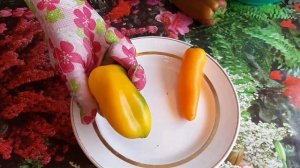 Любимые сорта перцев для фарширования и не только