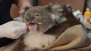 Koala health assessment at Cape Otway