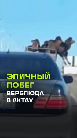 В погоне за свободой: в Актау верблюд совершил побег из движущегося автомобиля