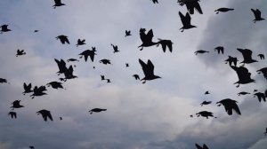 ВОРОНЫ (Official video)