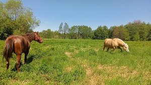 Новая лошадь.