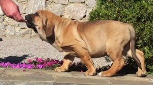 Фила Бразилейро    Fila Brasileiro