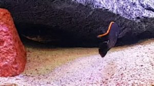 otopharynx lithobates black orange dorsal - tarło