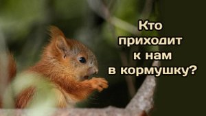 Кто приходит к нам в кормушку.