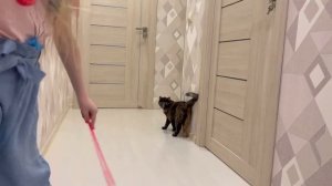 Играю со своей кошкой