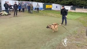 УНИВЕРСАЛЬНЫЙ МОБИЛЬНЫЙ РУКАВ ДЛЯ ДРЕССИРОВКИ СОБАК «MULTIPURPOSE» reyshop.ru