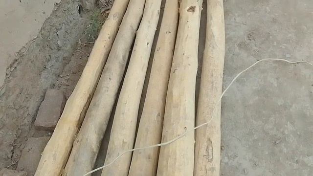 Арзан бахада ак тереклер /Шымбай 2023/Агробизнес /Каракалпакстан