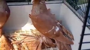 Голуби Саксонский Скворец (Pigeons Saxon Squaretz)