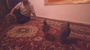 Кеклик бой на дома Амирбек 2018