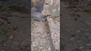 Воронята учатся летать